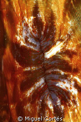 Abstract (anemone mouth). by Miguel Cortés 